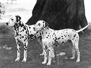 Thoughtfully: 2 DALMATIANS/1965