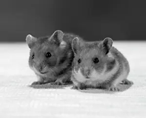 Hamsters: 2 Hamsters Rodents Pets Studio