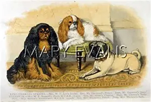 Bagnall: 2 K C SPANIELS AND A PUG