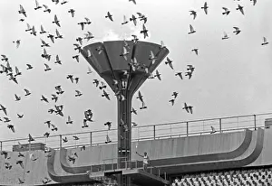 Pigeons: 22nd Olympic Games, 1980