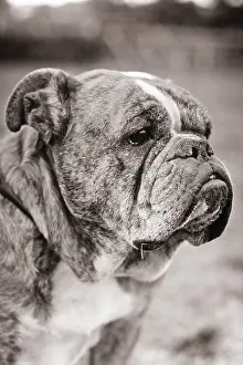 Jowls: 3/4 Profile of Bulldog?s