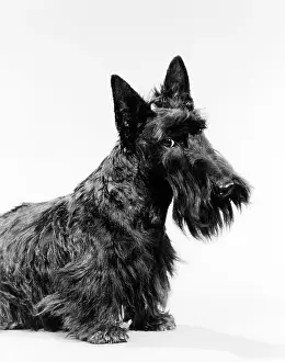 3 4 View Of Scottie With Head