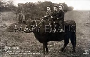 Harnessed: 3 BOYS RIDING COW 1913