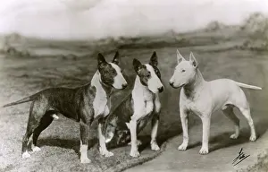 Brock: 3 BULL TERRIERS 1936