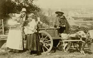 Milkman: 3 MILK CART DOGS