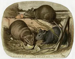 Nibbling: 3 RATS NIBBLING 19C