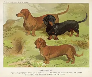 Dachshunds: 3 VARIED DACHSHUNDS