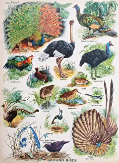 Encyclopaedia: 30s, 40s, schooldays, odhams encyclopaedia for