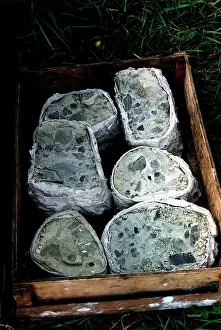 Fossiliferous: 380 million year old rocks