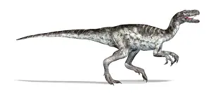 Triassic: 3D illustration of a Herrerasaurus dinosaur, side