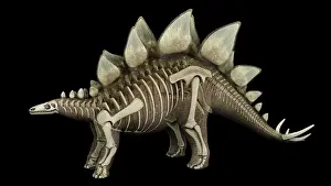 Kimmeridgian: 3D illustration of Stegosaurus, with skeletal system overlay