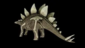 Kimmeridgian: 3D illustration of Stegosaurus, with skeletal system overlay