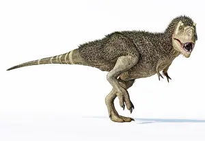 Tyrannosaurus: 3D illustration of a T-rex dinosaur with feathers