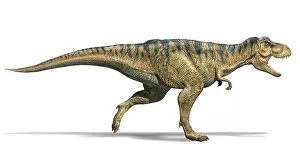 Tyrannosaurus: 3D illustration of a T-rex dinosaur running, side