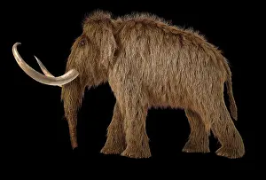 Mastodon: 3D illustration of a woolly mammoth on black background