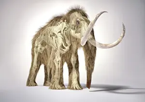 Bones: 3D illustration of woolly mammoth with skeleton