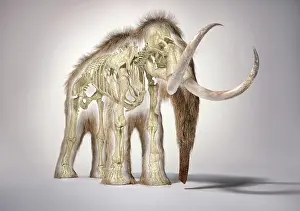 Bones: 3D illustration of woolly mammoth with skeleton