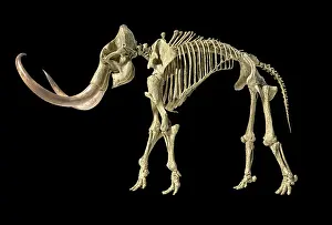 Bones: 3D illustration of woolly mammoth skeleton, side