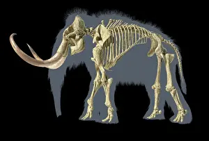 Bones: 3D illustration of woolly mammoth skeleton with