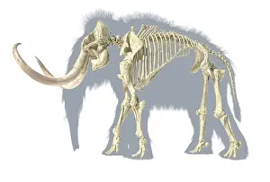 Bones: 3D illustration of woolly mammoth skeleton with
