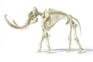 Bones: 3D illustration of woolly mammoth skeleton, side