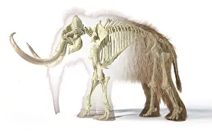Bones: 3D illustration of woolly mammoth with skeleton