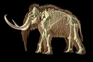 Bones: 3D illustration of woolly mammoth with skeleton superimposed