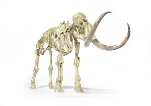 Bones: 3D illustration of woolly mammoth skeleton, side view
