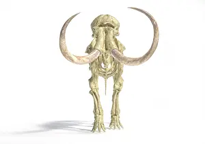 Bones: 3D illustration of woolly mammoth skeleton, front view