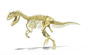 Allosaurid: 3D rendering of an Allosaurus dinosaur skeleton