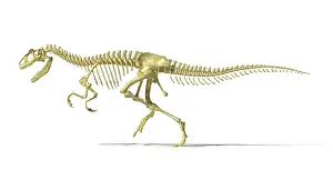 Allosaurid: 3D rendering of an Allosaurus dinosaur skeleton