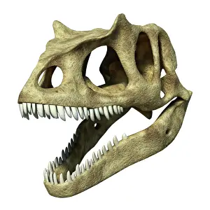 Sockets: 3D rendering of an Allosaurus skull