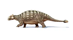 Ankylosaur: 3D rendering of an Ankylosaurus dinosaur