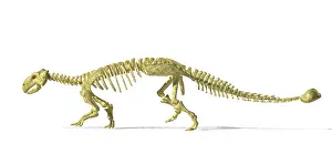 Ankylosaur: 3D rendering of an Ankylosaurus dinosaur skeleton