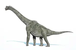 Brachiosaurus: 3D rendering of a Brachiosaurus dinosaur