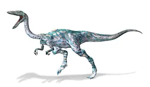 Bauri: 3D rendering of a Coelophysis dinosaur