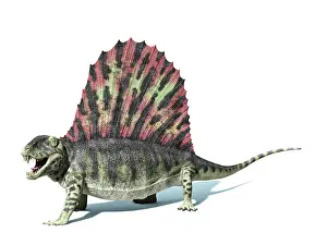 Dimetrodon: 3D rendering of a Dimetrodon dinosaur