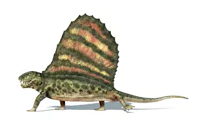 Dimetrodon: 3D rendering of a Dimetrodon dinosaur