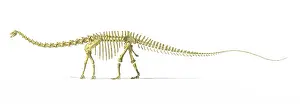 Vertebra: 3D rendering of a Diplodocus dinosaur skeleton