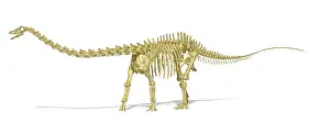 Vertebra: 3D rendering of a Diplodocus dinosaur skeleton