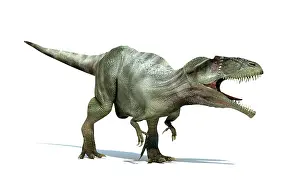 Carcharodontosaurid: 3D rendering of a Giganotosaurus dinosaur