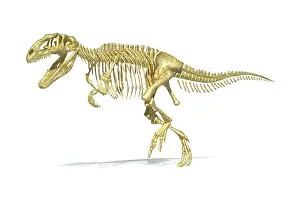 Carcharodontosaurid: 3D rendering of a Giganotosaurus dinosaur skeleton
