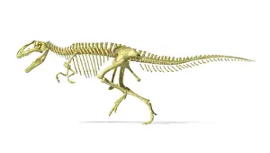 Carcharodontosaurid: 3D rendering of a Giganotosaurus dinosaur skeleton
