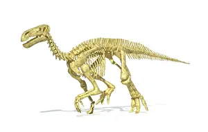 Eurypoda: 3D rendering of an Iguanodon dinosaur skeleton