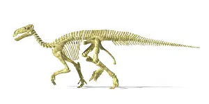 Eurypoda: 3D rendering of an Iguanodon dinosaur skeleton