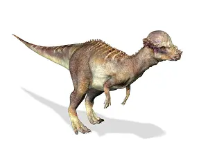 Pachycephalosaurus: 3D rendering of a Pachycephalosaurus dinosaur