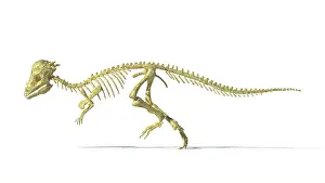Eurypoda: 3D rendering of a Pachycephalosaurus dinosaur skeleton