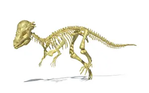 Eurypoda: 3D rendering of a Pachycephalosaurus dinosaur skeleton