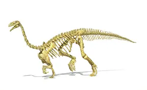 Vertebra: 3D rendering of a Plateosaurus dinosaur skeleton