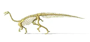 Vertebra: 3D rendering of a Plateosaurus dinosaur skeleton